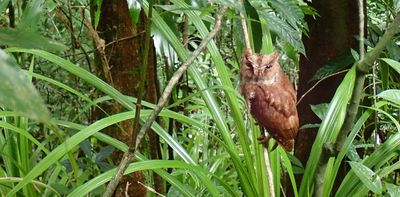 Biologists discovered a new species of tiny owl on the forested island of Príncipe, and it's already under threat – Podcast
