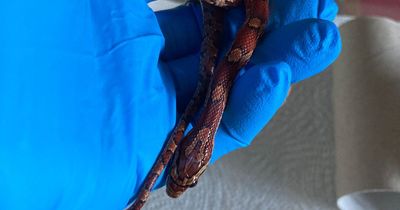 Live snake found by shocked passer-by on pavement near Welsh train station