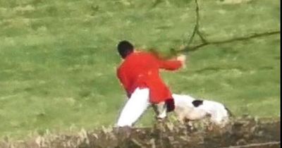 RSPCA investigating hunt after chilling video appears to show dog being attacked