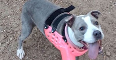 Adorable pooch who was forced into cruel dog fight and lost leg gets 3D-printed limb