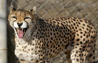 Iran fears for health of rare cheetah cub