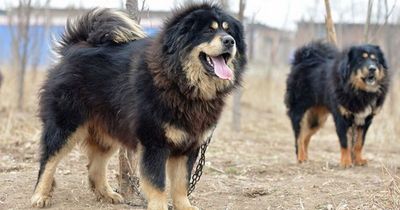 Family in disbelief after pet dog they raised for two years turns out to be bear