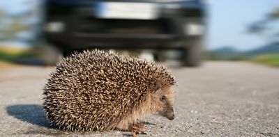 What Denmark's dead hedgehogs tell us about their lives -- and how we can help them