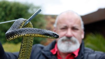 Snake handler in court over alleged possession of wildlife without a permit