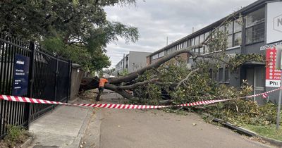 Large tree down in Wickham street, clean-up crew on scene