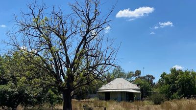 Farm chemical spray drift causing widespread tree deaths, claims community group