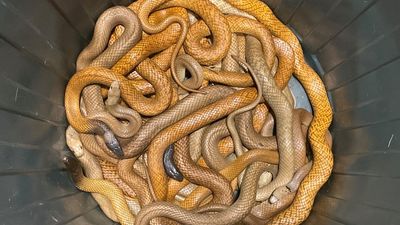 Alice Springs snake catcher at his busiest in 20 years thanks wet weather, perfect breeding conditions