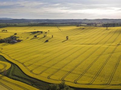 Using land to store carbon may eat into food production