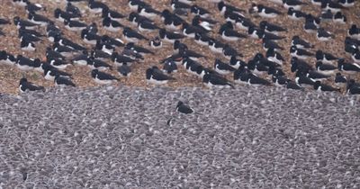 Thousands of birds huddle together on UK beach in 'spectacular' nature display