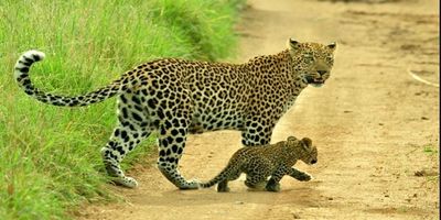 Punjab: Leopard, cub spotted in Pathankot's Dhar
