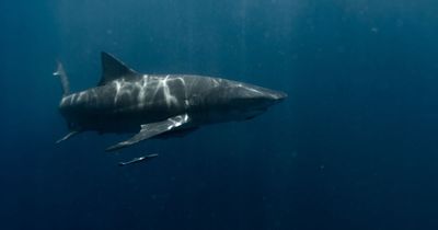 Missing man found inside shark caught off Argentina