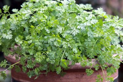 6 unusual herbs to grow this year