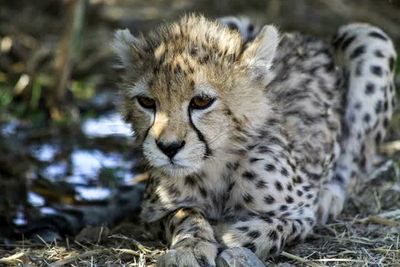 Iran’s Asiatic cheetah cub, Pirouz, dies of kidney failure