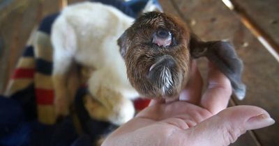 Rare 'CYCLOPS' goat is born with one eye and no nose leaving farmers baffled