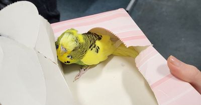 Nottinghamshire Police appeal as budgie 'detained' at station