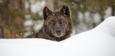 Wolf restoration in Colorado shows how humans are rethinking their relationships with wild animals