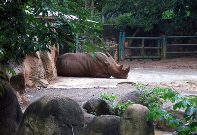 Puerto Rico to close lone zoo after years of complaints