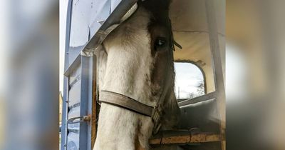 'Sick' attackers leave horse with blood pouring from eye in scissor slashing