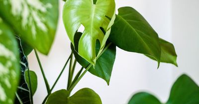 Stop houseplants dying in winter with six kitchen staples - including mayonnaise