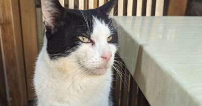 Missing cat whose family held BURIAL service returns from the dead after seven years