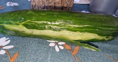 Tesco shopper gets cucumber despite shortages - but left reeling when it arrives