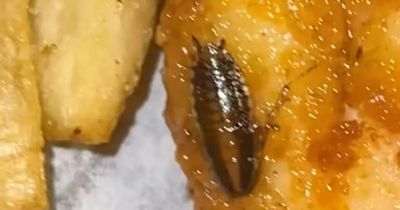 Cockroaches found in chicken shop kitchen after woman's post with bug in food goes viral