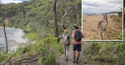 'Kangaroos on the beach': Longest uninterrupted walk on the south coast opens for hikers of all levels
