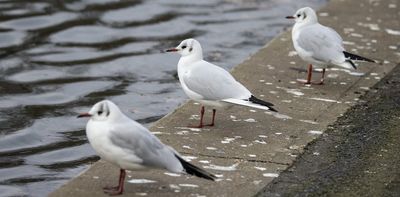 When should we worry about bird flu making us sick? When we see human-to-human transmission – and there's no evidence of that yet