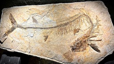Australia's most intact Cooyoo australis fossil discovered in Richmond with specimen in its belly
