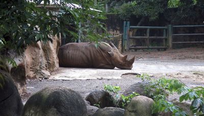 Puerto Rico’s lone zoo to be permanently closed after years of complaints