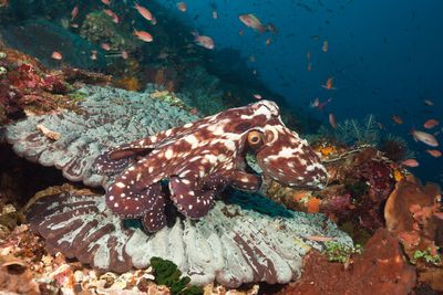 The mystery of the octopus' brain