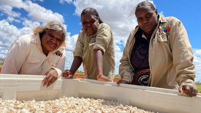 Indigenous community grows desert garlic north of Alice Springs