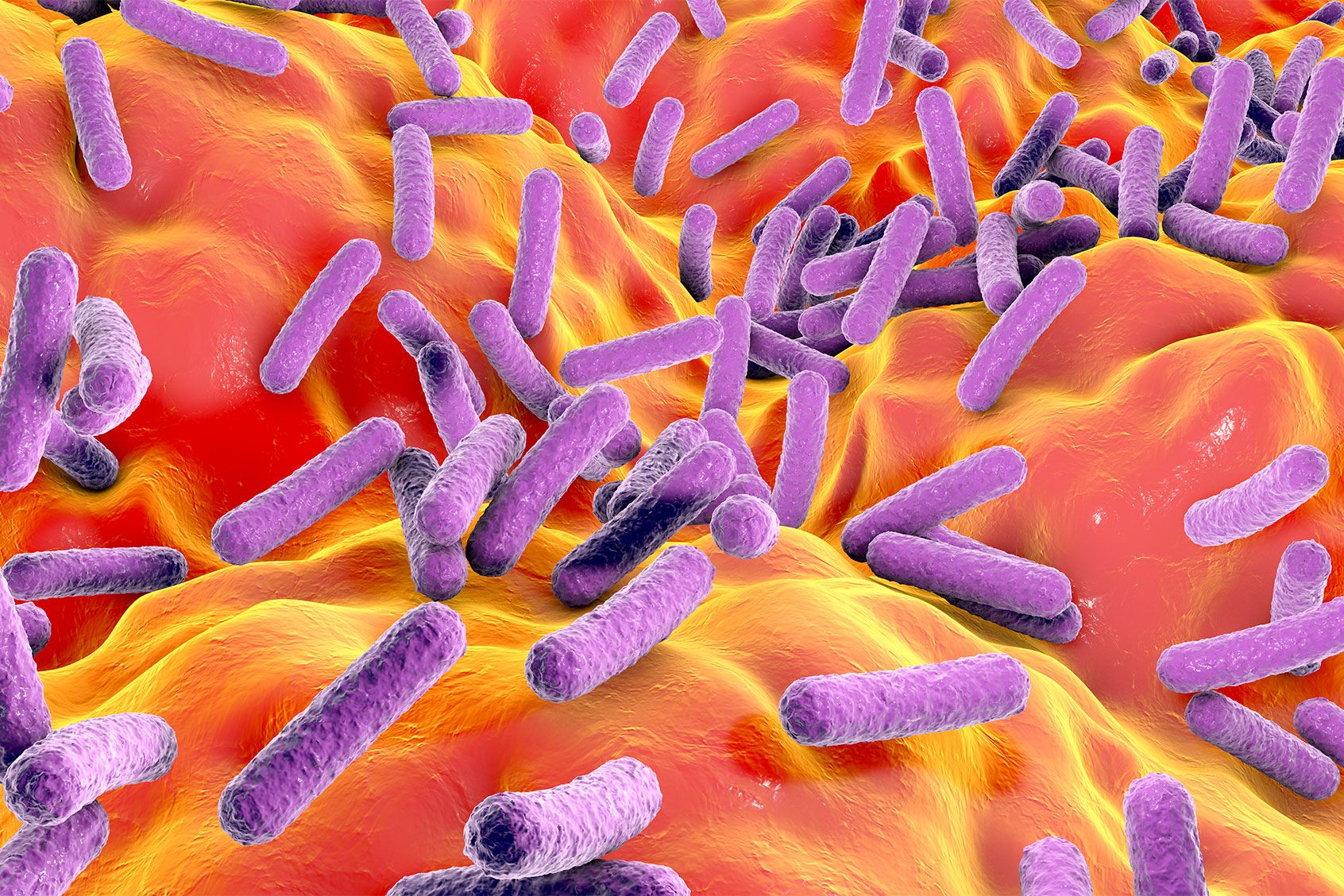 Microbes in food may impact cancer Biology Diagrams