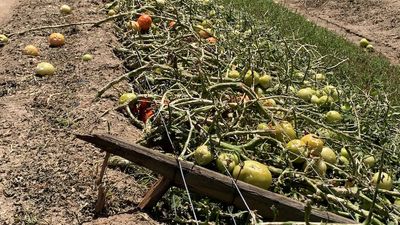 Calls for changes to disaster arrangements after hailstorm leaves farmers with no income for a year