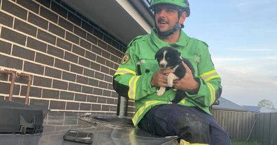 Rescue team extract tiny puppy from behind home's water tank