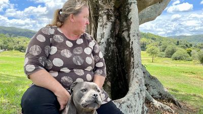 Noosa hinterland landowners live in fear of more wild dog attacks