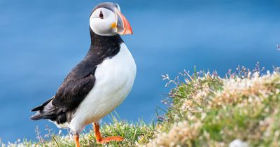 Five ways to protect seabirds in Scotland this year amid bird flu epidemic