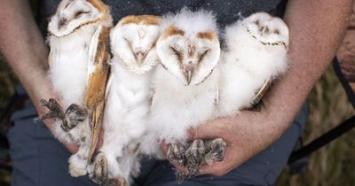 Northern Ireland barn owl population sees major boost with 24 chicks fledged