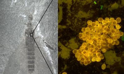 Scientists discover fossils of oldest known potential pollinators