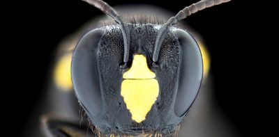 Move over, honeybees: Aussie native bees steal the show with unique social and foraging behaviours