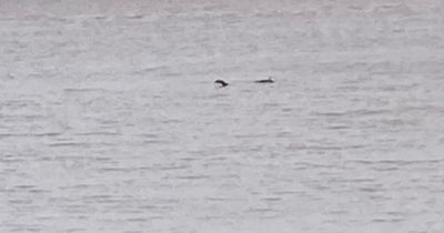 'Loch Ness Monster' spotted in the Bristol Channel