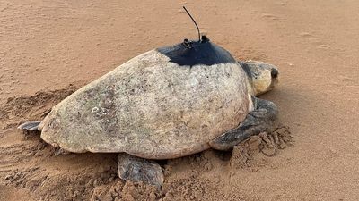 Tracking mother turtle reveals secrets about the lives of the endangered loggerheads