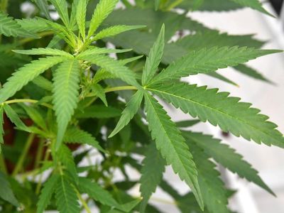 'Prohibition has failed': Push to legalise weed in NSW