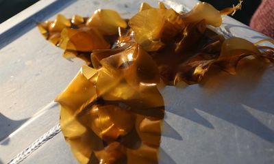 How sugar kelp may help to tackle the climate crisis