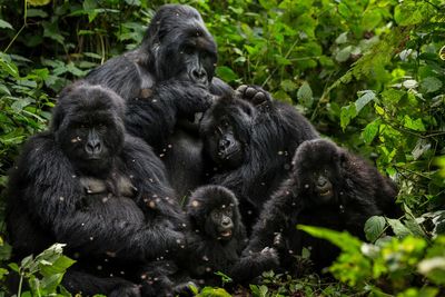 US firm to bid to turn DRC oil permits in Virunga park into conservation projects