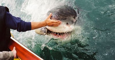 Fearless diver snaps moment he reaches to the jaws of enormous great white shark