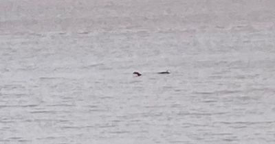 'Loch Ness Monster' spotted in Bristol Channel as Scots say their 'monster is missing'