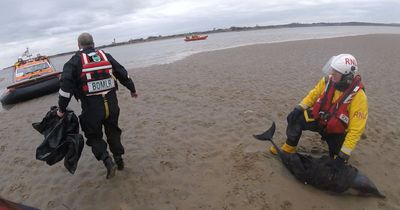 Stranded dolphins rescued from 'hidden' Liverpool beach