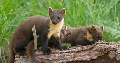 Rare pine marten numbers on the increase in Northumberland, study finds