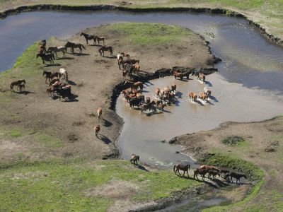 Koalas and brumbies: Environment candidates face off